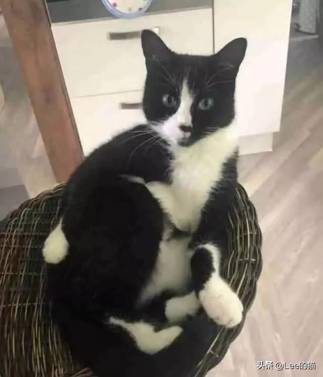 安检行李箱猫猫,机场海关抓到偷渡人员