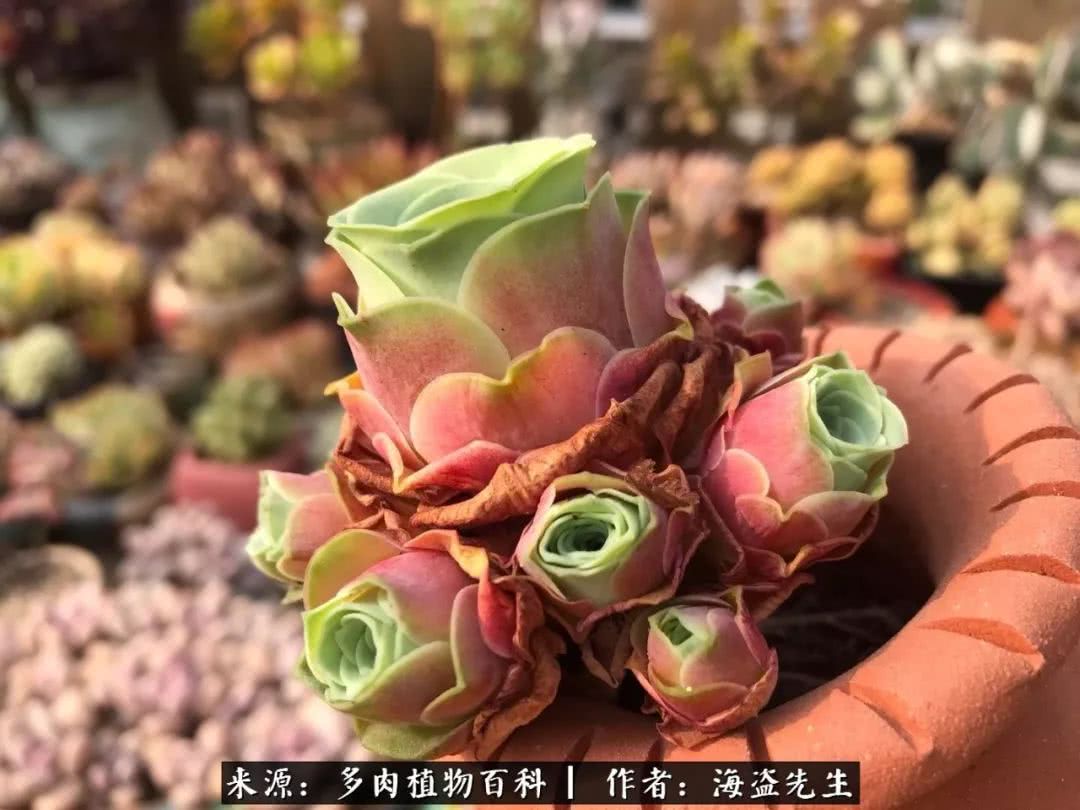 介绍多肉生长特点,多肉植物科普讲解图片视频