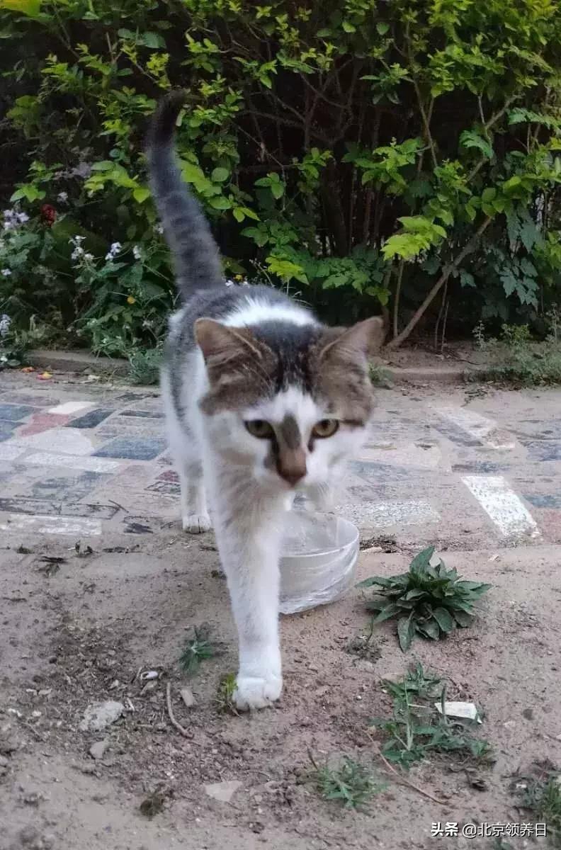 #领养代替购买#给它们一个家|线上宠物领养日,20190608加场