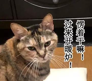 猫咪太聪明严重影响铲屎官脱单啊,猫咪所有的活力都留给了铲屎官