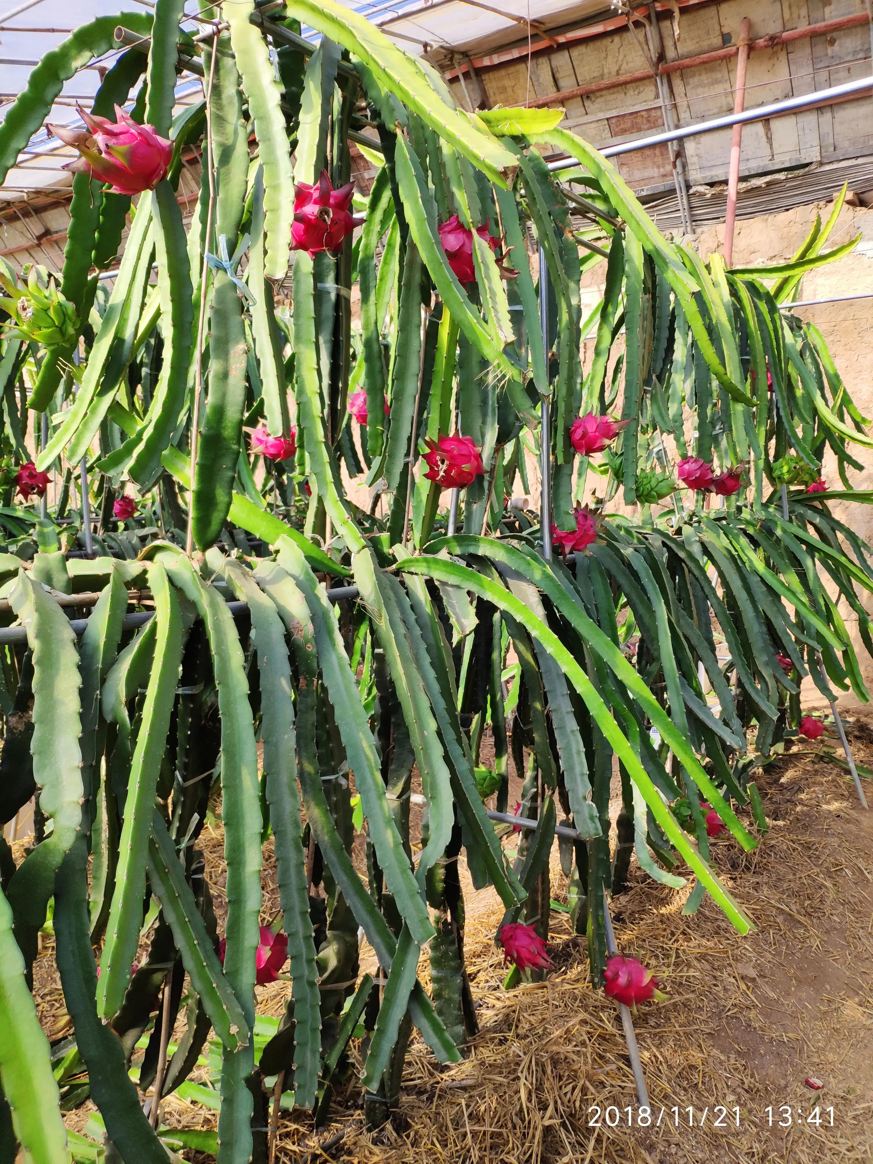 火龙果品种好吃,火龙果品种大全大图