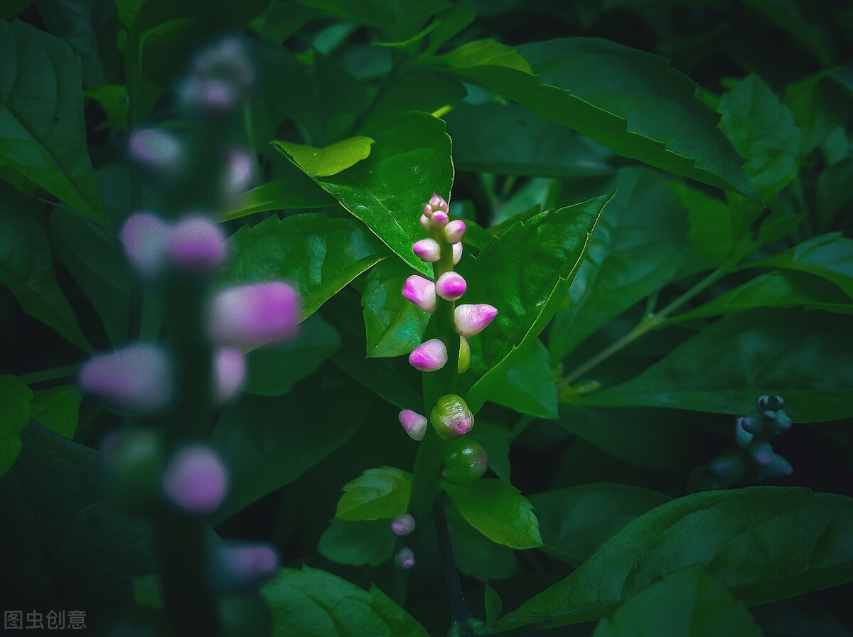 园林人需要知道的85个花卉知识,园林花卉的种类及图片