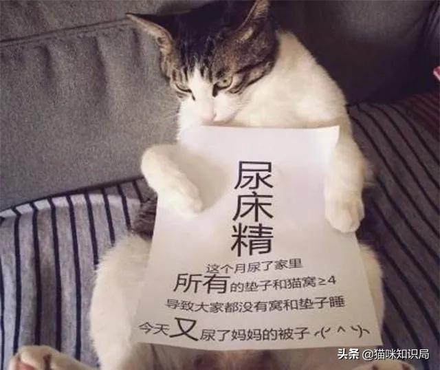 猫咪绝育之后反而乱尿怎么办,猫咪从不乱尿突然乱拉咋回事