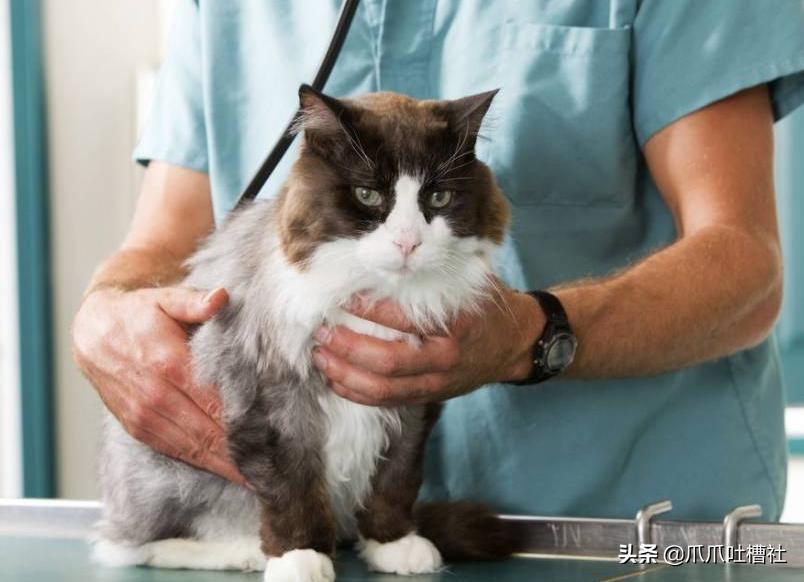 猫咪得了糖尿病,怎么办?给它喝点“糖盐水”