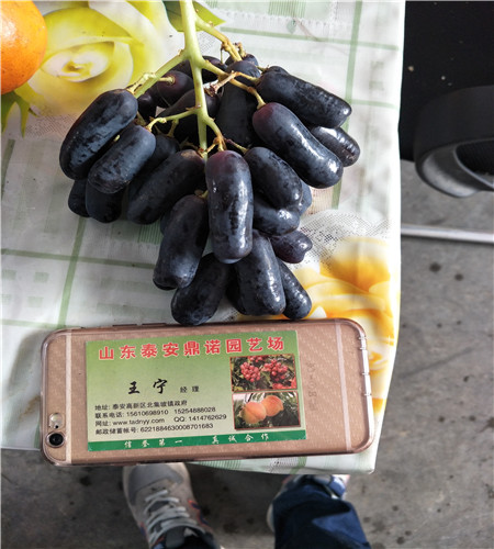 浪漫红颜葡萄苗管理技术,浪漫红颜葡萄苗多少钱一株