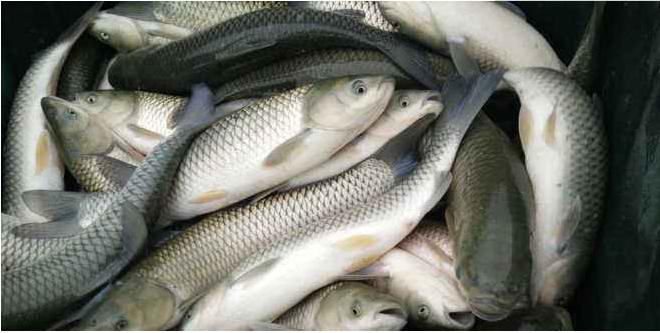 鱼塘养草鱼怎么预防病,草鱼池塘养殖水质管理