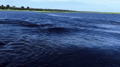 非洲河马钓鱼杀人，却反被人类逼成“脆弱”物种