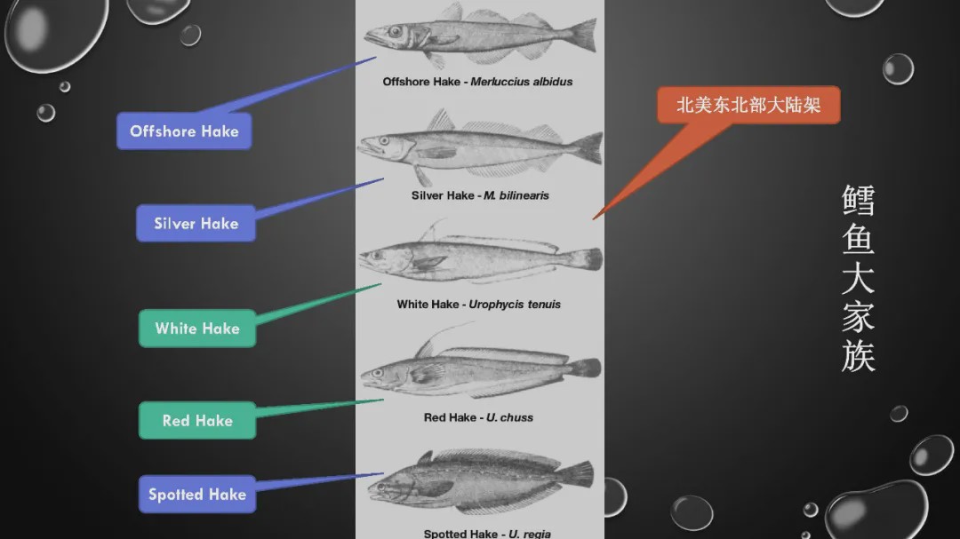 樊哥说中国美食,樊哥讲冰鲜生鲜