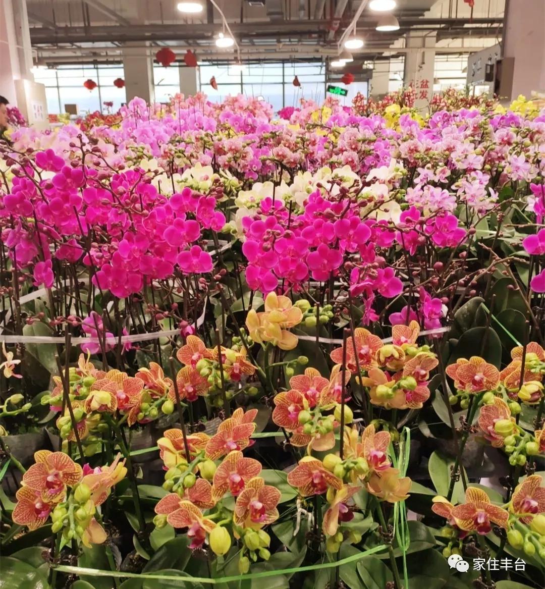 小编整理！丰台四大花市逛买攻略！春节就要这喜庆劲儿