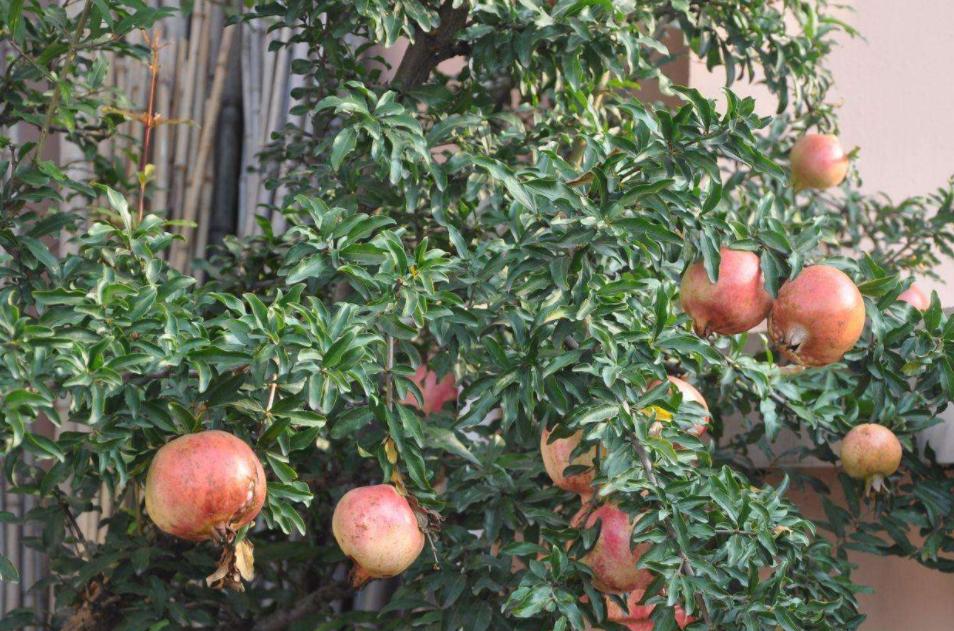 石榴干腐病防控措施,石榴叶枯病防治方法