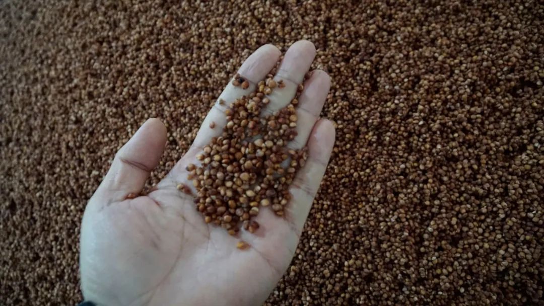 喝了之后口干又上头的酒,粮食酒喝了不上头口干