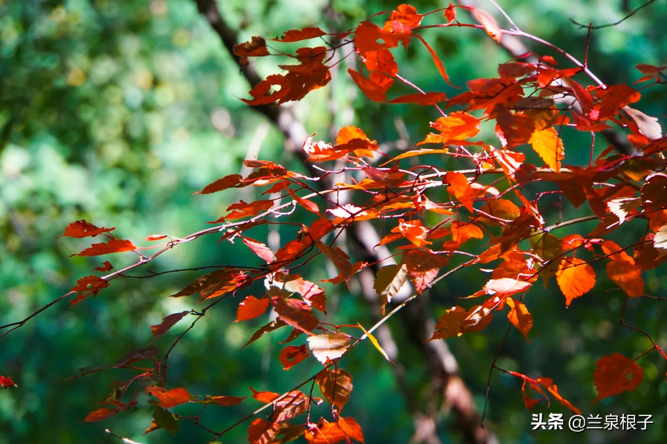 秋日之旅旅游攻略,秋日自驾游视频