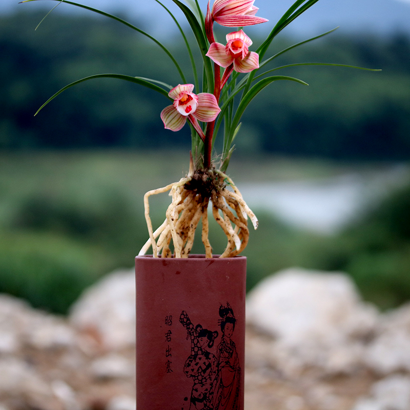 秋季适合养的花草品种大全,什么兰花开得好看又好养