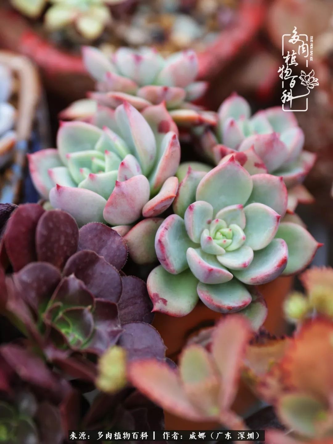 笼子里的多肉,露养的多肉和室内的多肉区别