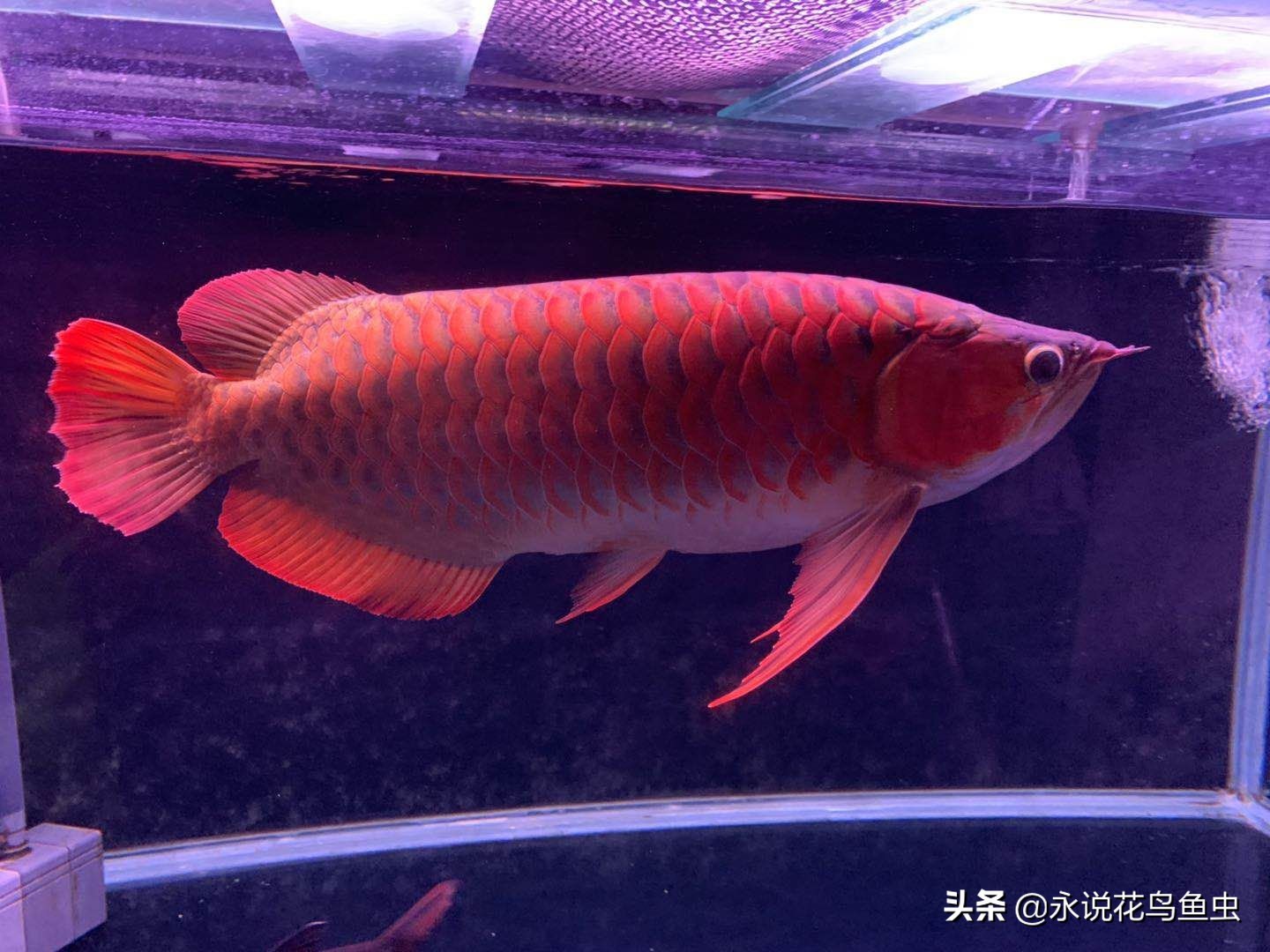 饲养红龙有蛋白虫应该怎么处理,饲养红龙蜈蚣的湿度需要多少