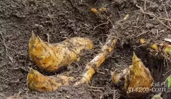 下个月，农村山里的冬笋就可以吃了，冬笋炒老鼠干吃过吗？