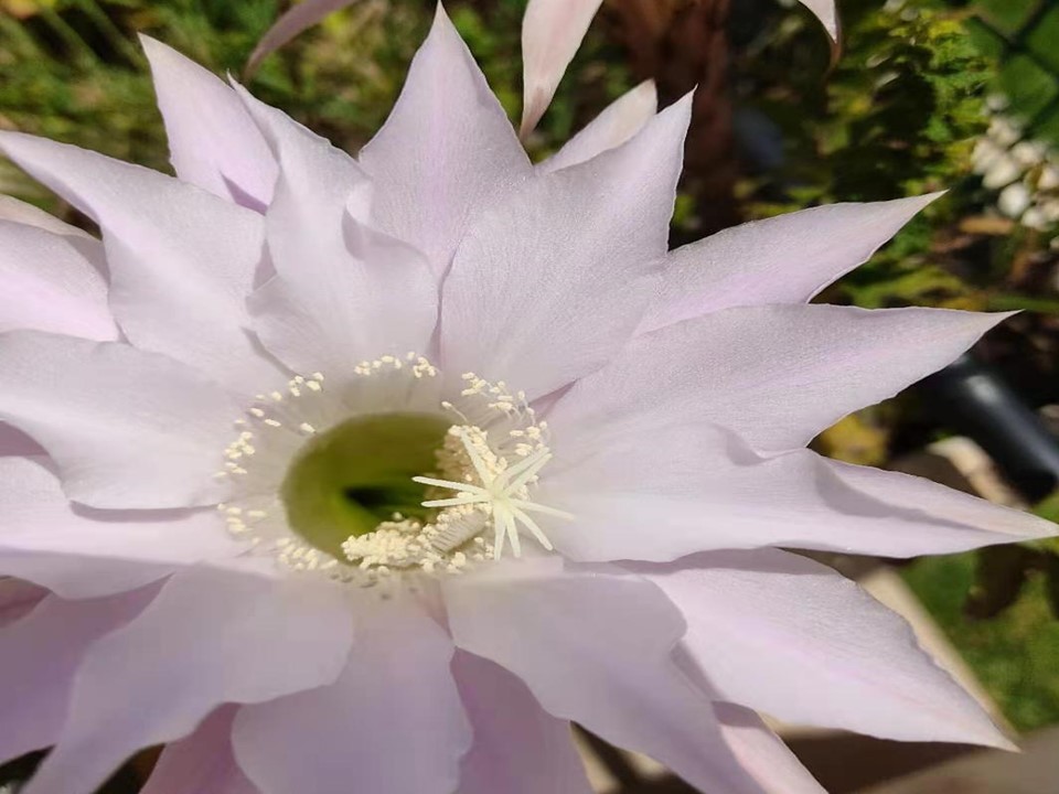 混血娃想知道中国和西班牙的女性，谁的爱情更浪漫