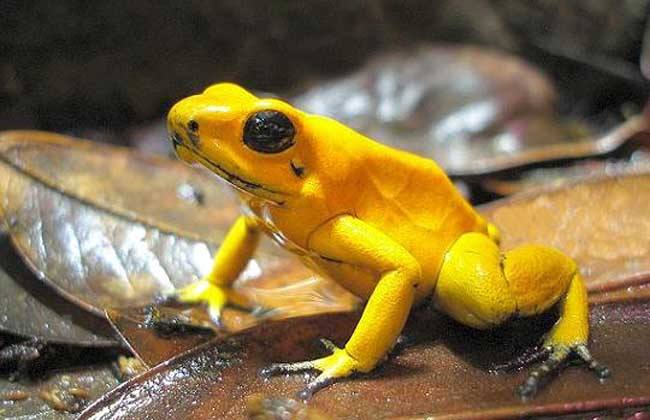 所有动物是怎么游泳的,小动物们是怎么游泳的