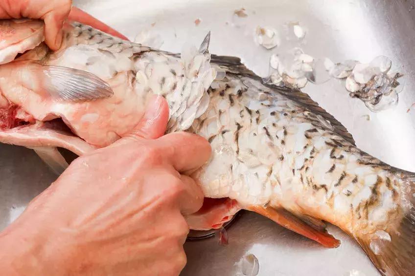 好多鱼怎么吃才正确,带鱼怎么做不腥又好吃又简单