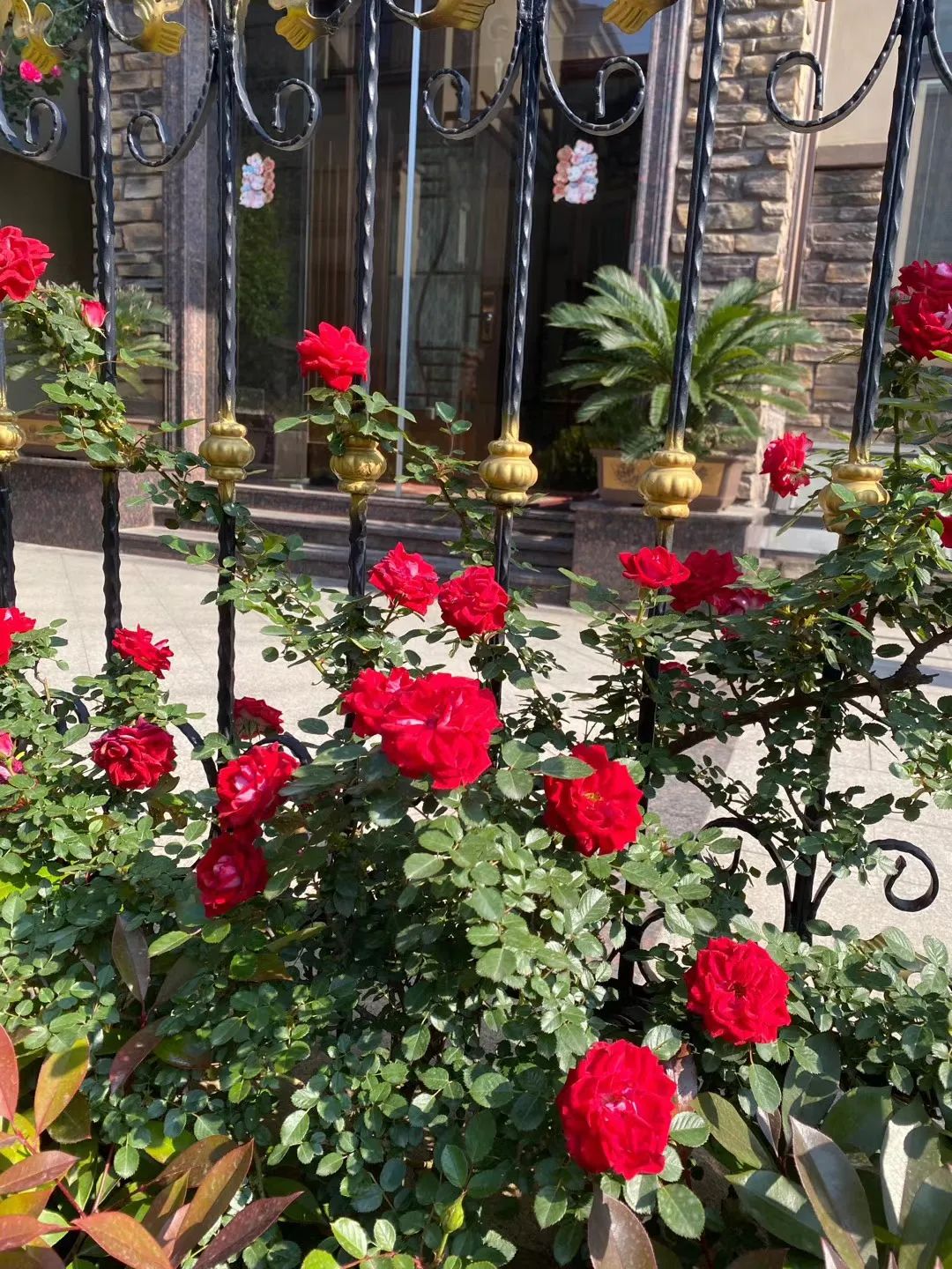 江阴新桥最美庭院,江苏江阴阳台风景