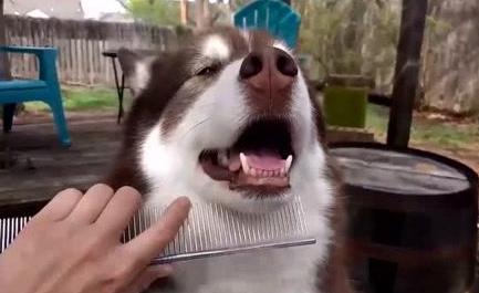 养狗的人不养身上还有味道吗,狗狗真的不可以用人类的沐浴露嘛