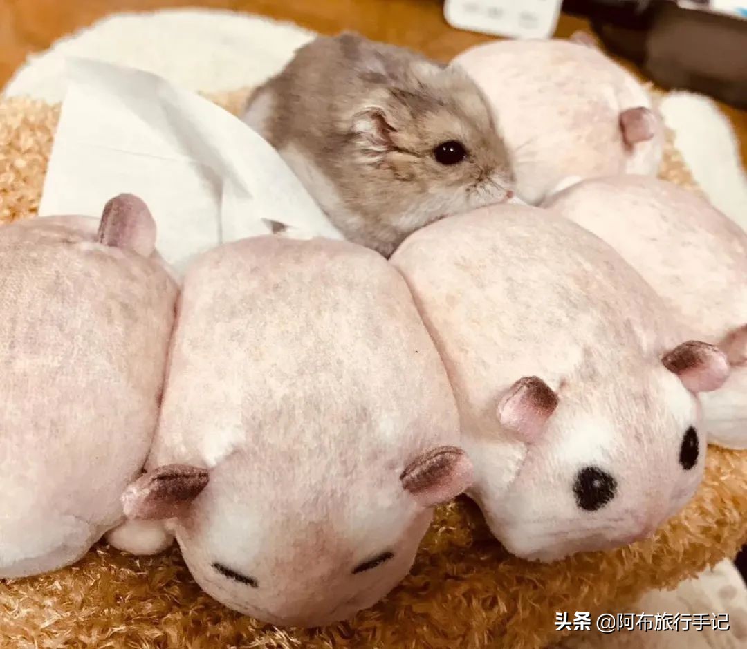 比撒钱刺激，种草日本杂货的最高境界，是把自己变成卖货郎！