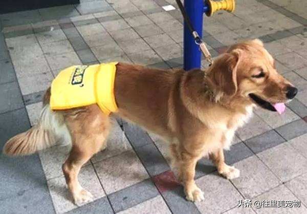 胖狗穿红色衣服,胖狗能穿什么颜色显瘦