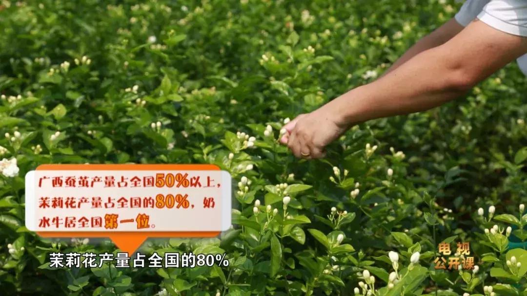 广西的产业发展趋势与政策,广西农业发展趋势与政策研究