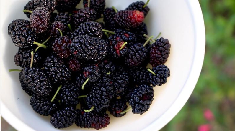 摘桑葚做桑葚果酱,桑葚果干熬桑葚果酱