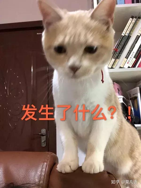 如果舔猫一口猫会怎样,猫猫能舔到全身吗