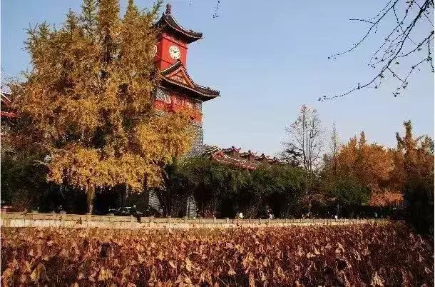 武侯银杏,武侯看银杏最好的地方