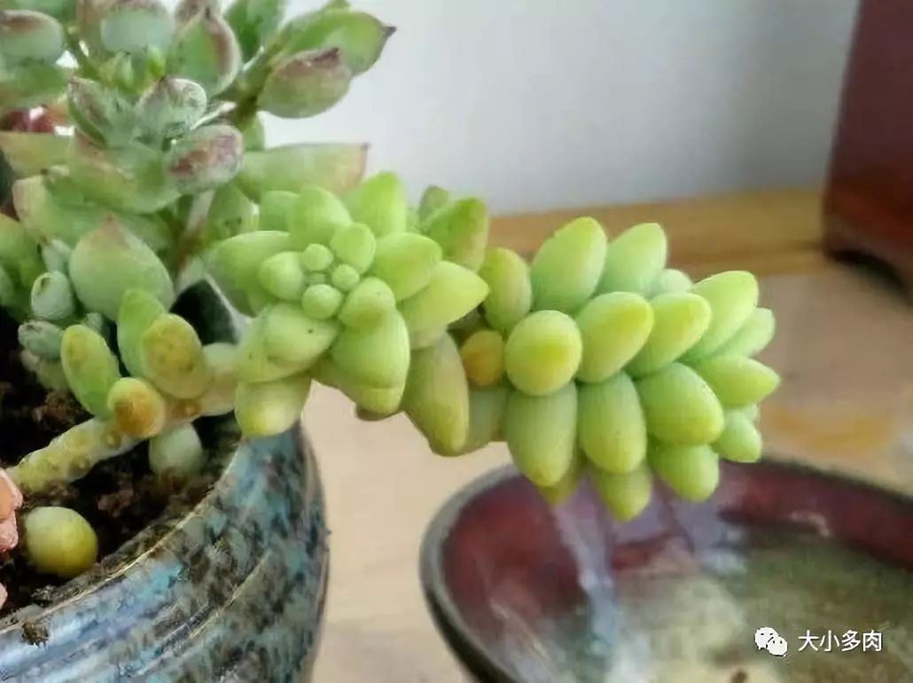 大小多肉,彩虹玉缀大群多肉