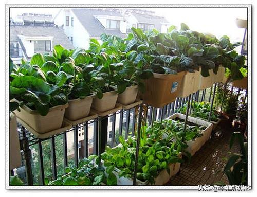 冬季阳台种菜种什么好,冬天阳台种菜小技巧有哪些