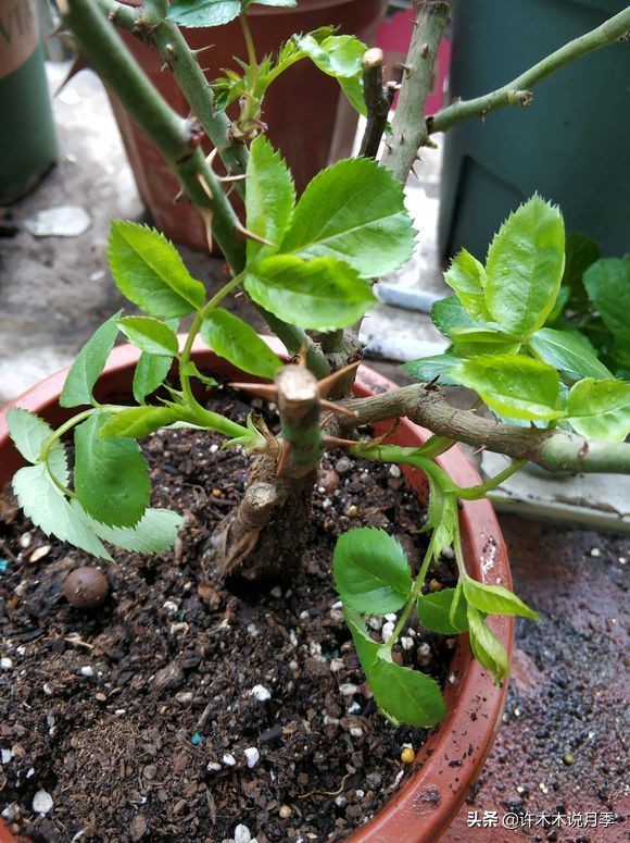 月季黑杆烂根用什么药,月季扦插黑杆了怎么救