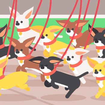 铲屎官想改善宠物生活该如何做,盘点铲屎官养的那些小宠物