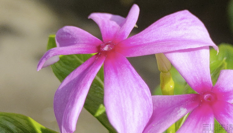 柔宇royoleflexpai2评测视频,柔宇flexpai25g折叠屏