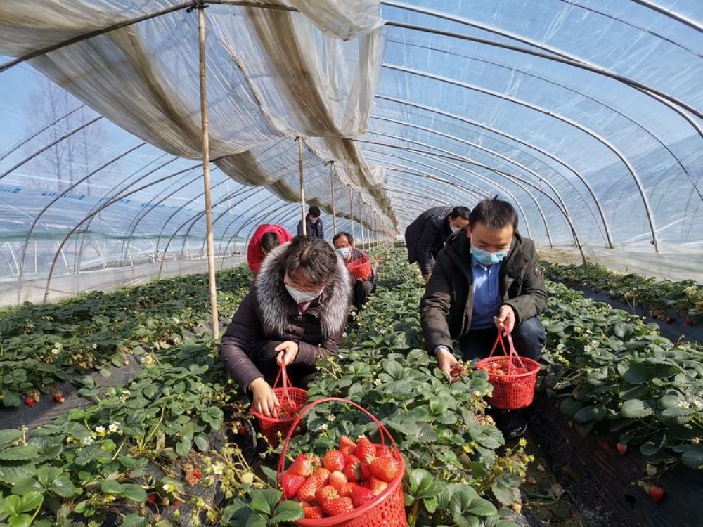 春风吹放映山红——河南信阳统筹打赢疫情防控和脱贫攻坚两场“硬仗”走笔