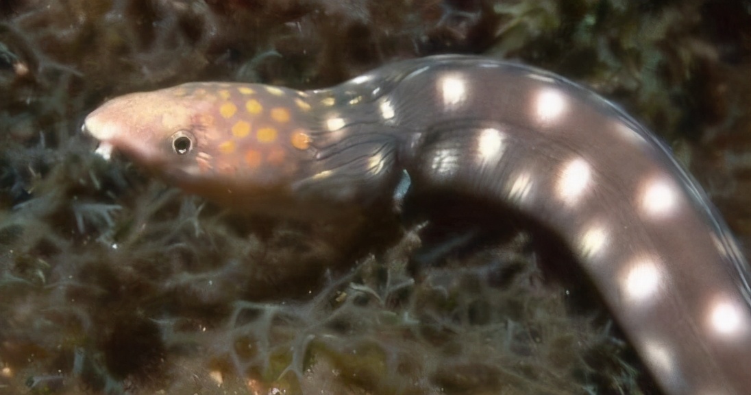 蝇蛆寄生虫会在肠子里吗,寄生虫会寄生在虫卵里吗