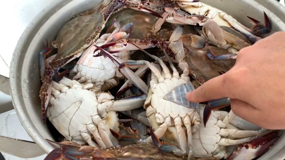 爱吃螃蟹不会剥,螃蟹怎么挑肥的蟹膏多的