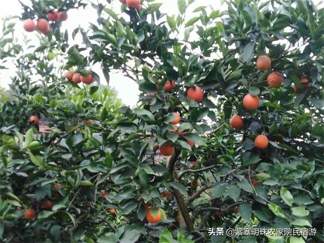 重庆半边桥度假村,璧山半边桥度假村