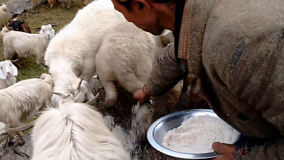 羊群里怎么训练一只领头羊,羊群的领头羊是怎样产生的