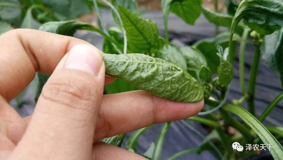 导致辣椒卷叶的原因较多，如何针对性地防治?