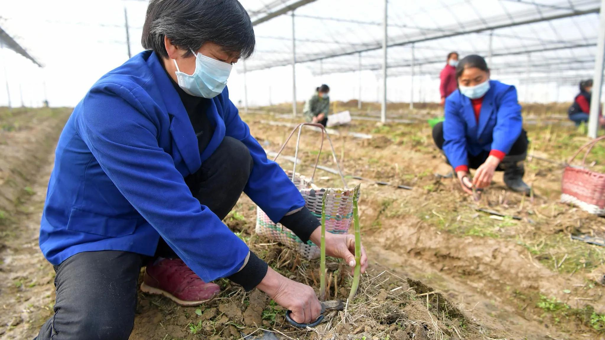 白色总比绿色贵，其实都是智商税，以后别被骗了，网友：都是炒作