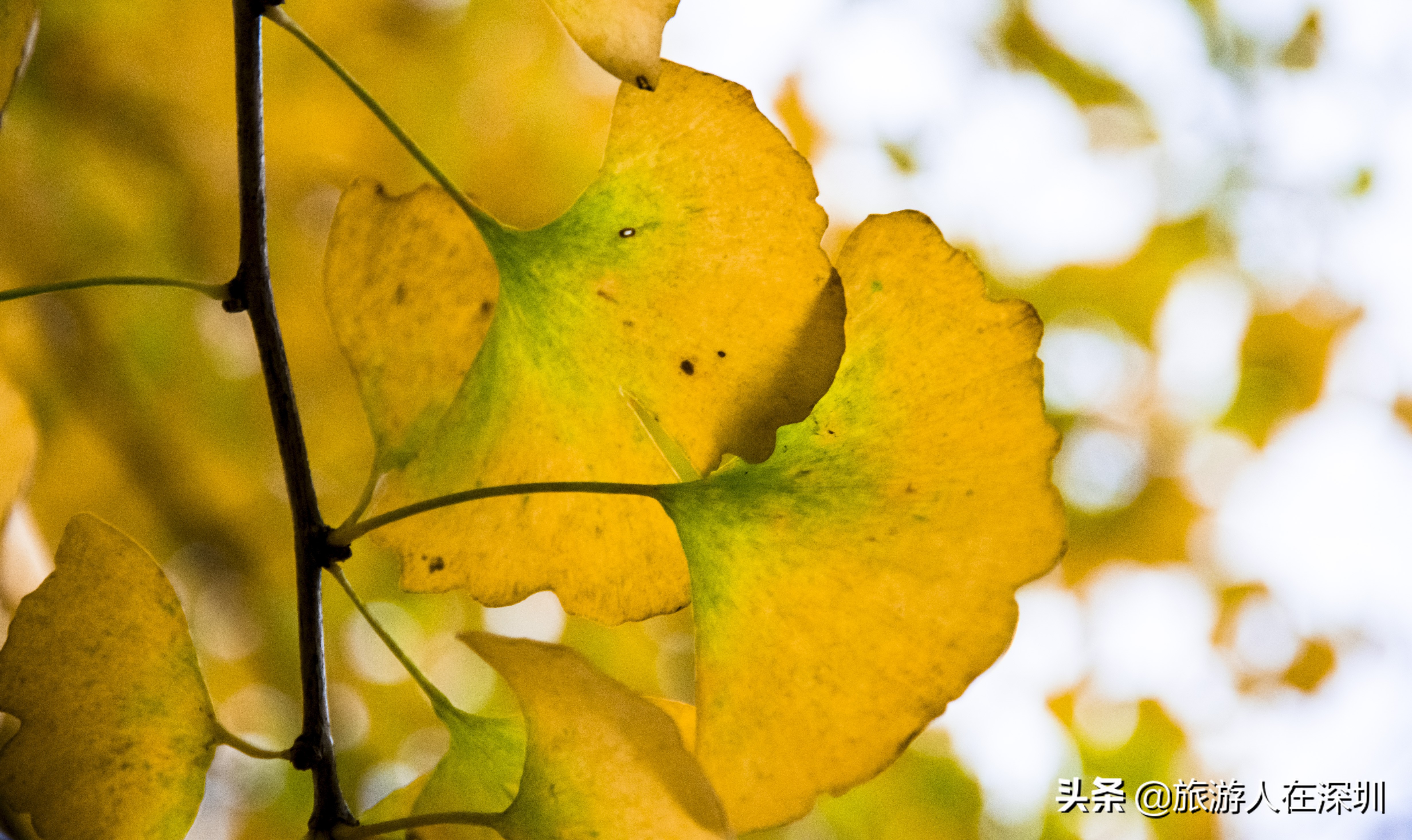 南雄看银杏一日游,去南雄看银杏叶哪里好看点