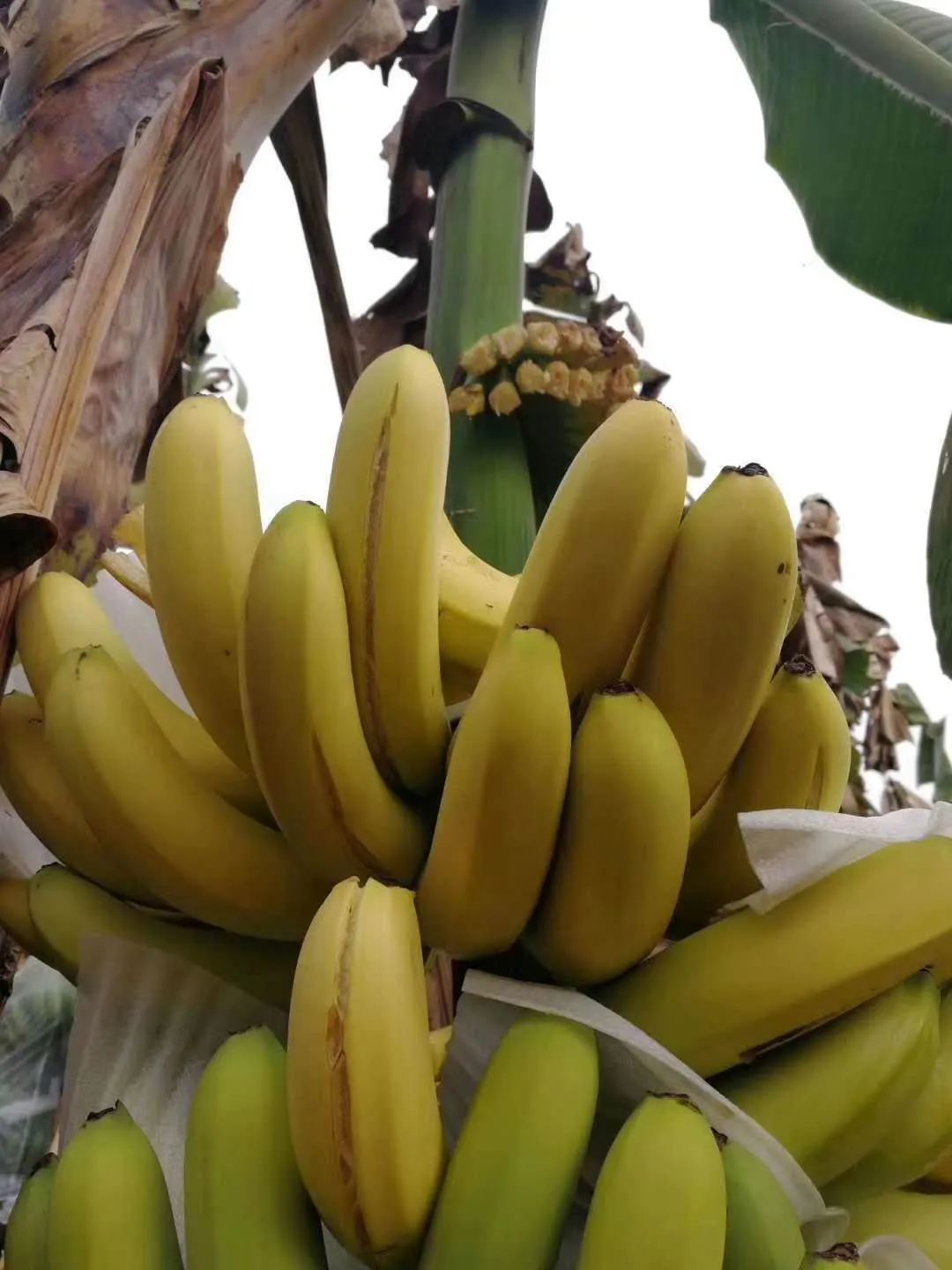 涓紖杈瑰棣欒晧,涓紖杈瑰钑夊啘