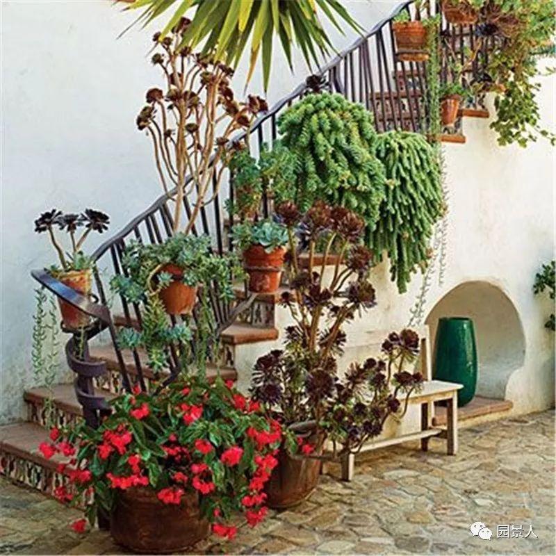 老外的多肉盆景惊艳了世界,多肉庭院美极了