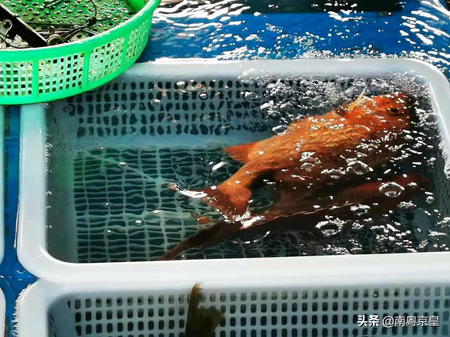 东澳岛海鲜旅游攻略,东澳岛最值得去的地方