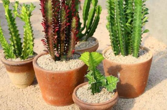 什么植物净化空气吸尘,室内净化空气吸尘最佳植物