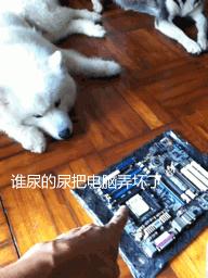 哈士奇和萨摩耶在一起的生活日常,哈士奇和萨摩耶融合起来的样子