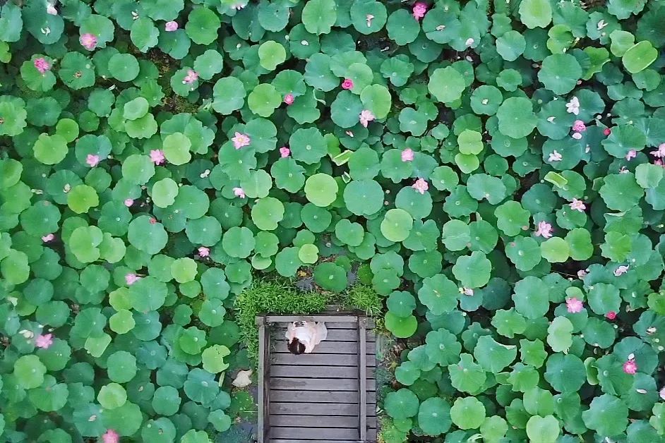 沙家浜旅游民宿有哪些,三月最适合去的最美民宿